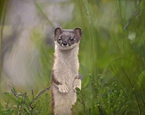 weasel