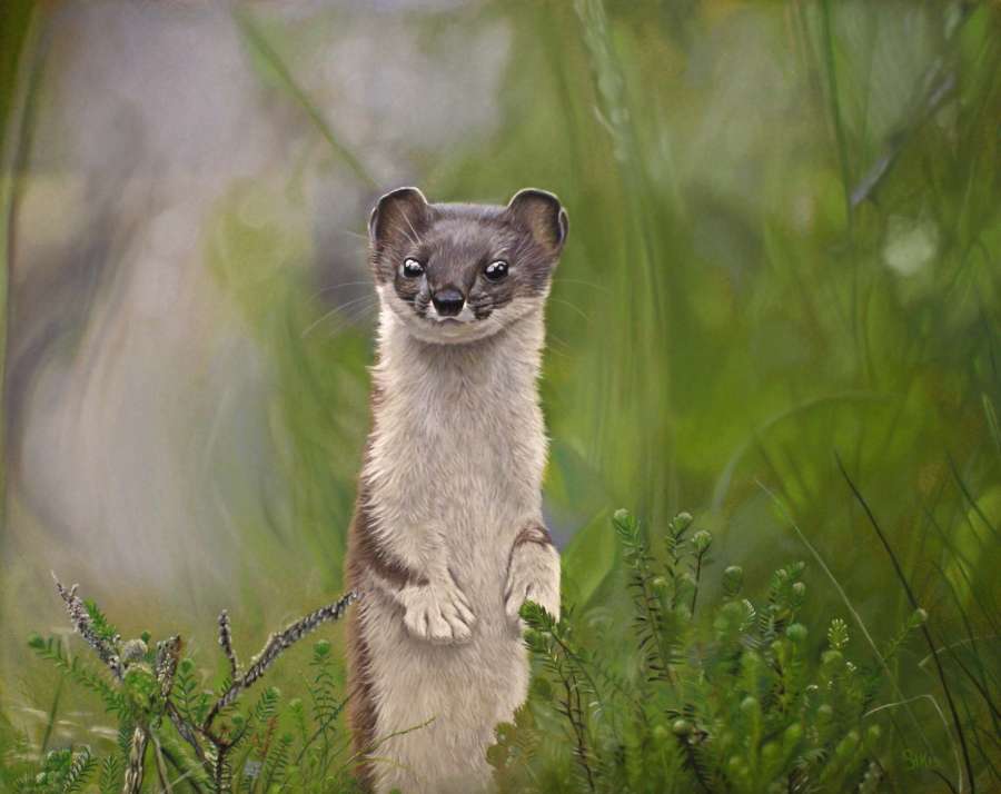 weasel